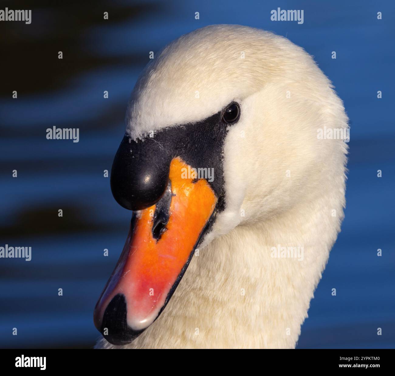 Le cygne muet est un grand oiseau puissant et l'un des plus grands oiseaux volants au Royaume-Uni. Ce sont des oiseaux puissants et pourtant gracieux qui sont un spectacle commun Banque D'Images