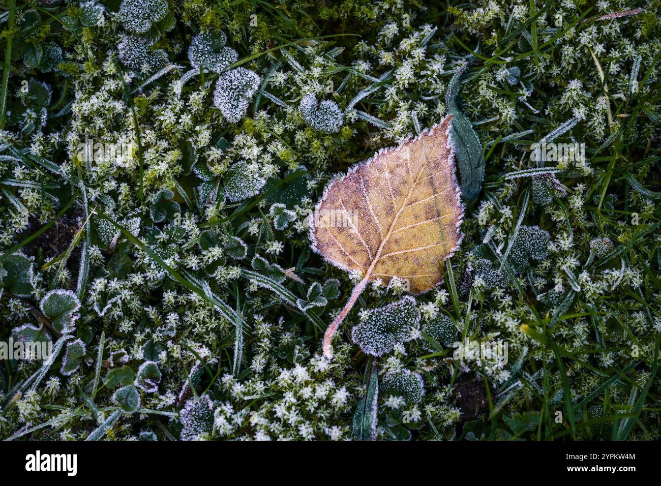 Feuille de bouleau brun doré saupoudrée de cristaux de glace après le premier gel de Hoar se trouve dans les moos sombres sur une prairie, début de l'hiver dans la nature, espace de copie, Banque D'Images