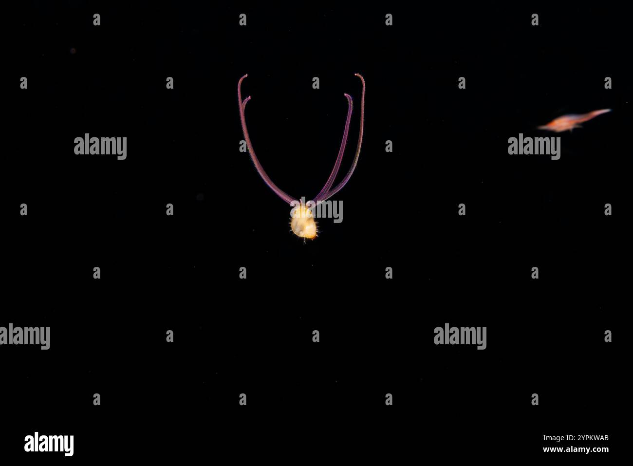 C'est ce qu'on appelle un veliger. C'est le deuxième stade d'une larve de mollusque qui se développera en bivalve ou escargot. Photographié la nuit sur un noir Banque D'Images