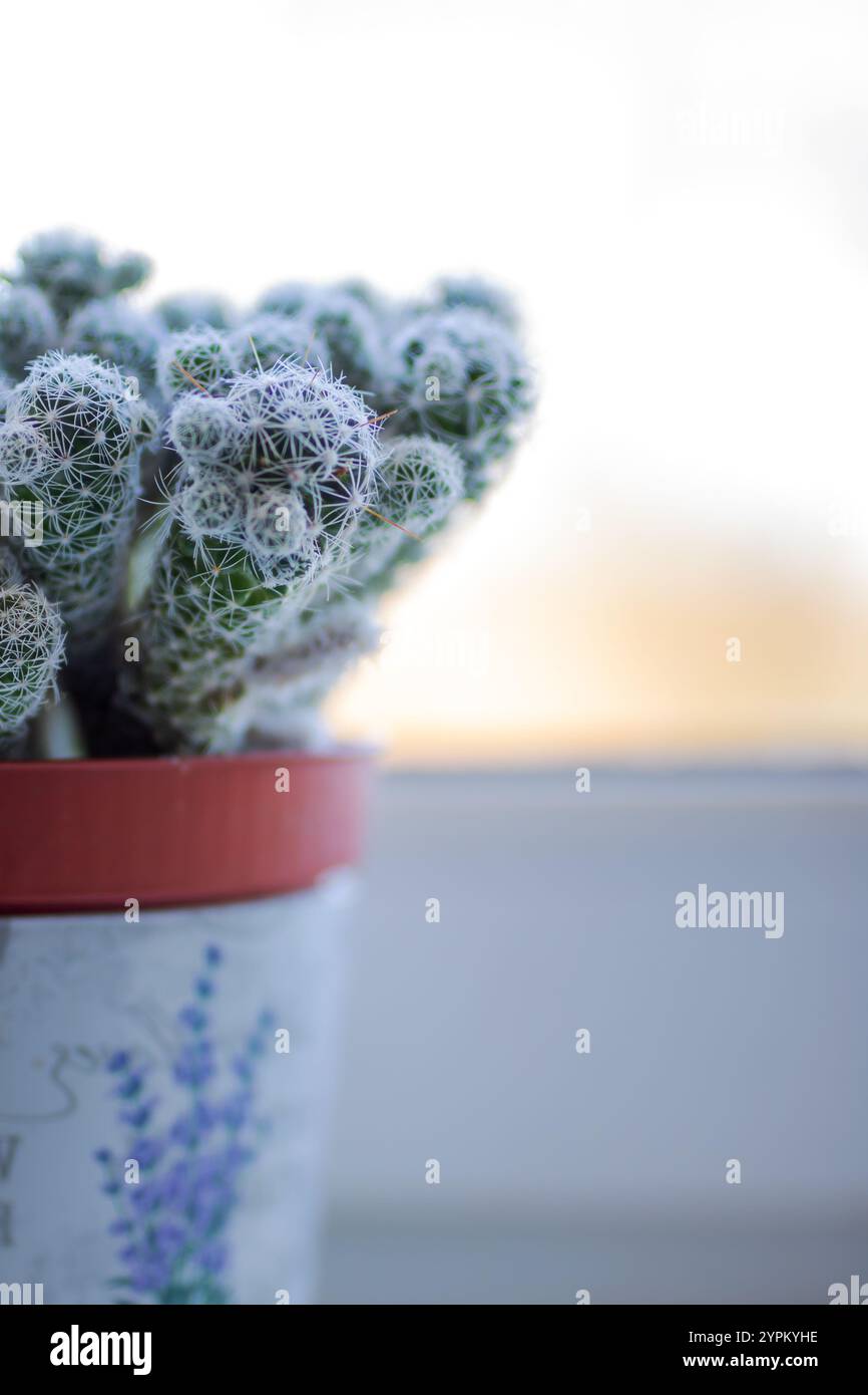 Voici une vue rapprochée détaillée d'un tas de petites plantes de cactus vibrantes, mettant en valeur leurs textures et formes uniques Banque D'Images