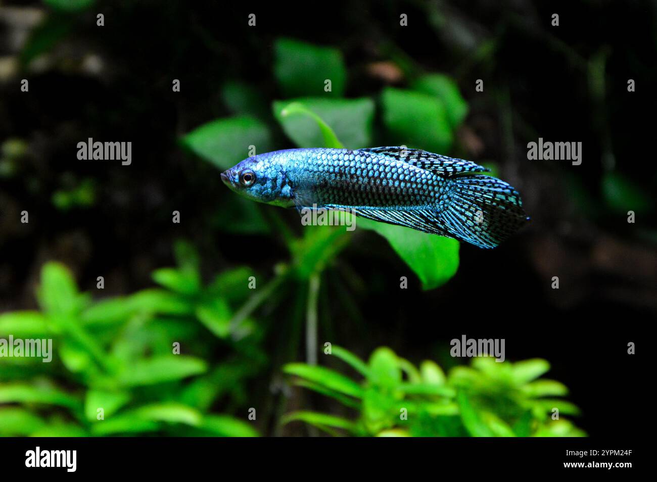 Un beau poisson de combat siamois ou poisson betta extraterrestre bleu. C'est un poisson originaire d'Asie, populaire pour les aquariums. Banque D'Images