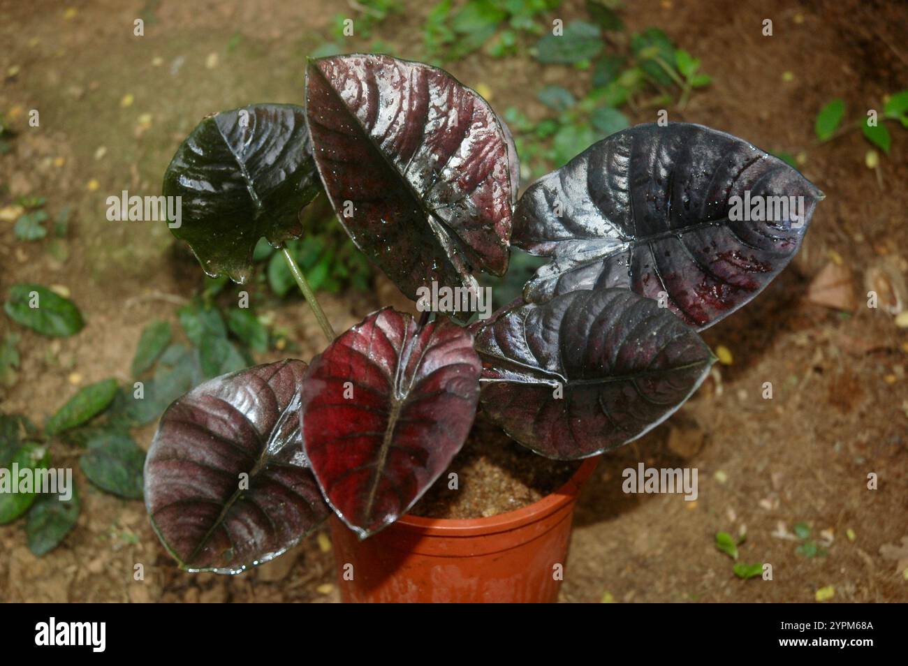 Caladium bicolore connu sous le nom de coeur de jésus, cultivé comme plante d'intérieur pour ses grandes feuilles en forme de coeur ou de lance Banque D'Images