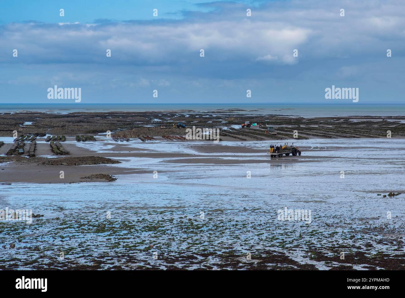 Travaux et entretien des bancs d'huîtres en Normandie en France à marée basse Banque D'Images