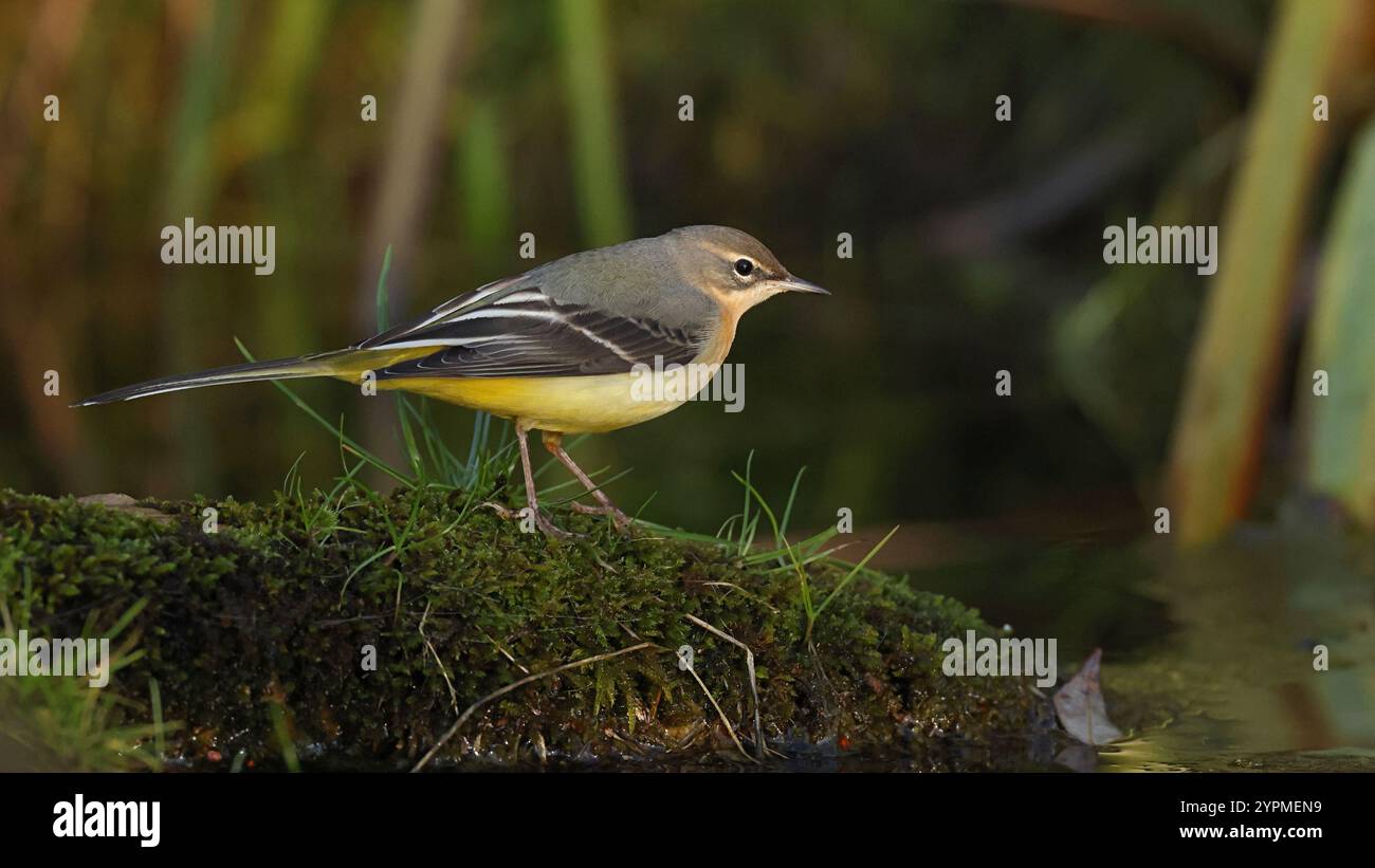 Wagtail gris (Motacilla cinerea) en plumage hivernal Banque D'Images