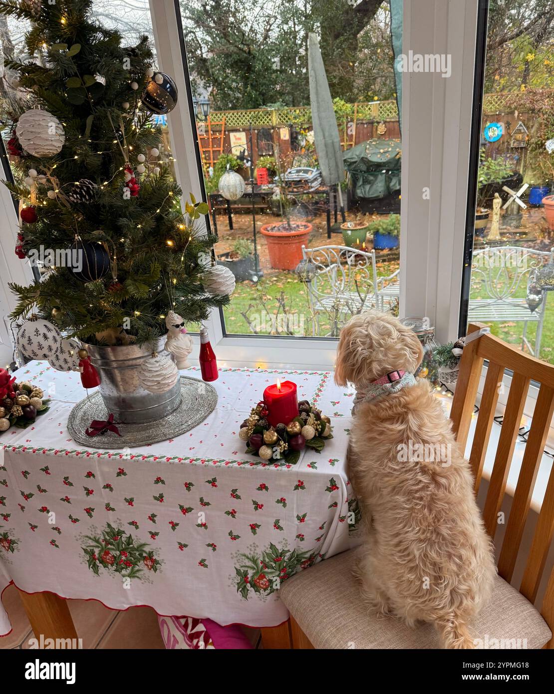Un chien de compagnie de famille, cockapoo, regardant par une fenêtre à Noël, à la recherche d'écureuils - Image de stock capturée avec un smartphone Un chien de compagnie de famille, cockapoo, regardant par une fenêtre à Noël, à la recherche d'écureuils - Image de stock capturée avec un smartphone