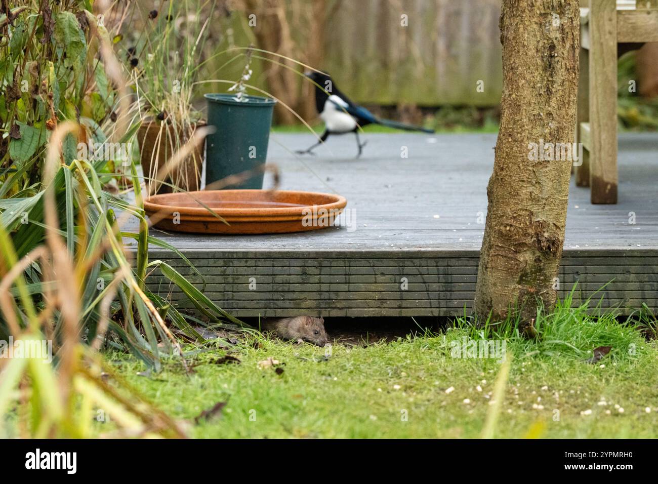 Rat brun utilisant la terrasse de jardin comme abri comme il scurries en arrière et en avant manger de la nourriture pour oiseaux qui est renversé de mangeoire d'oiseaux dans l'arbre - Royaume-Uni Banque D'Images