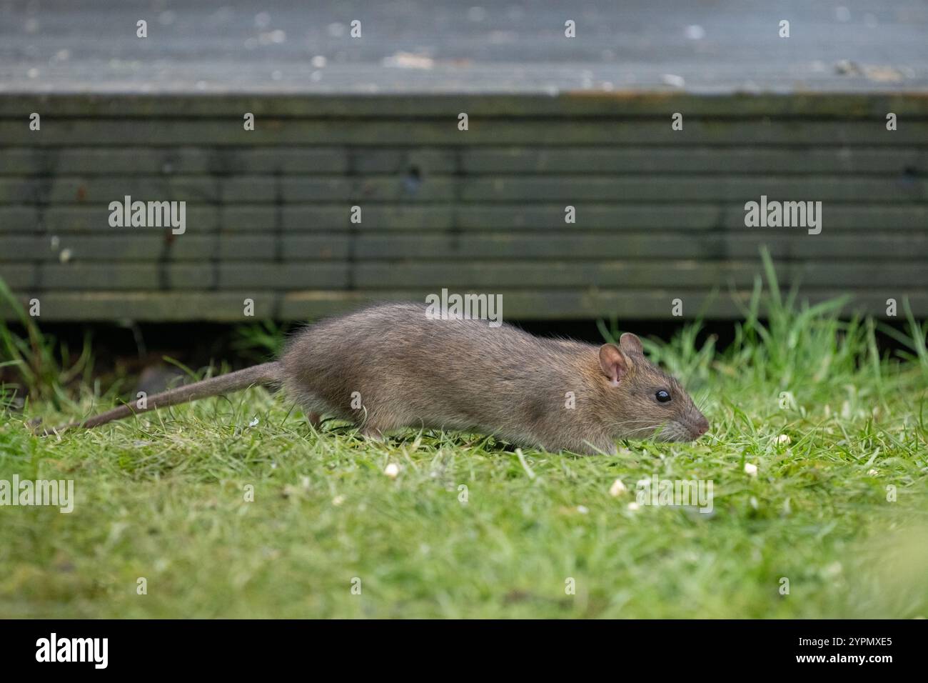 Rat mangeant de la nourriture pour oiseaux qui a été laissé tomber de mangeoire d'oiseaux accroché dans l'arbre à côté de terrasse de jardin - Royaume-Uni Banque D'Images