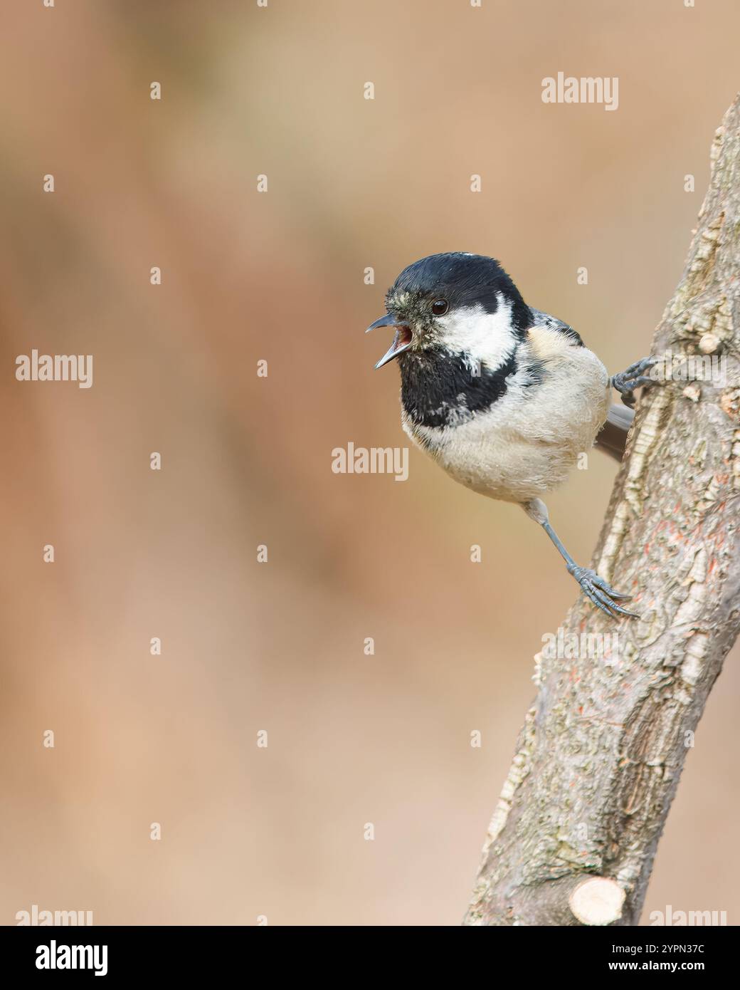 Charbon de bois tit avec le nom scientifique de (Periparus ater). Petit oiseau à tête noire perché sur une branche chantant. Banque D'Images