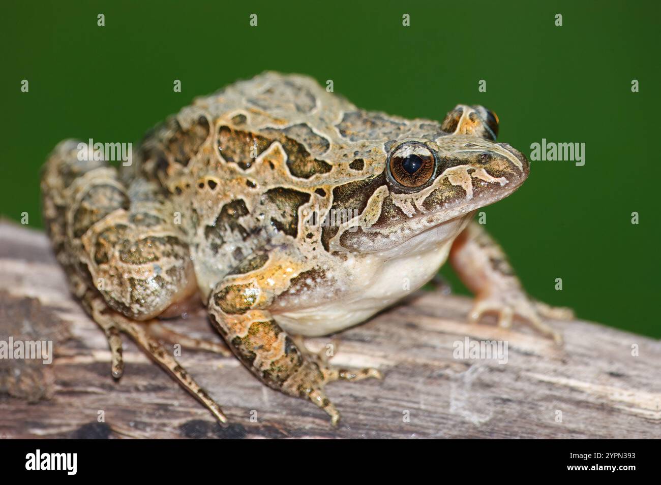 Grenouille à museau pointu avec le nom scientifique de (Discoglossus galganoi). C'est une espèce de grenouille de la famille des Discoglossidae. Une grenouille au-dessus d'un W. Banque D'Images