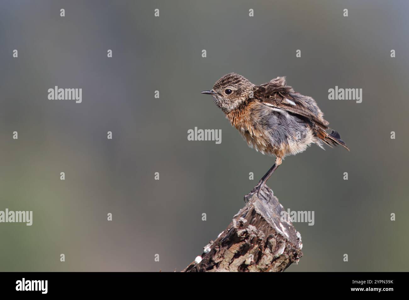 Stonechat avec le nom usuel de (Saxicola rubicola). Oiseau juvénile perché sur le tronc d'un arbre. Banque D'Images