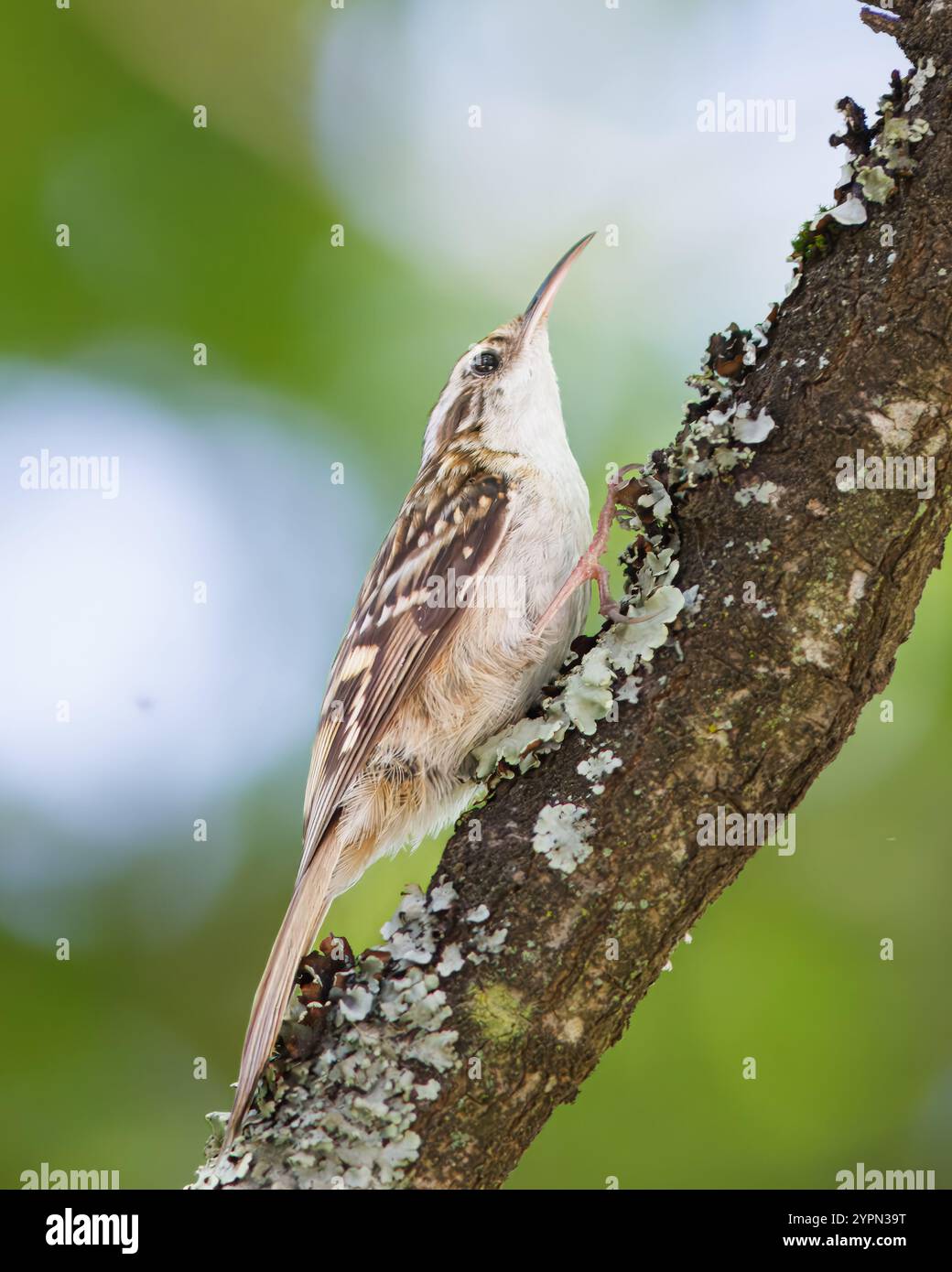 Limonelle commune avec le nom scientifique de (Certhia brachydactyla). Oiseau avec un long bec qui marche toujours autour des troncs d'arbres. Banque D'Images