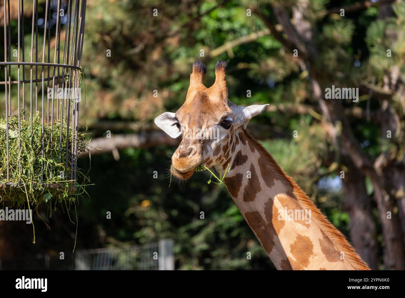 Gros plan d'une girafe devant des arbres verts, en regardant la caméra Banque D'Images