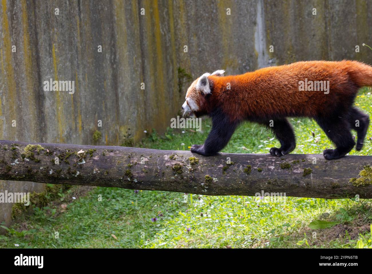 Panda rouge (Ailurus fulgens fulgens), également connu sous le nom de panda rouge népalaise. Banque D'Images