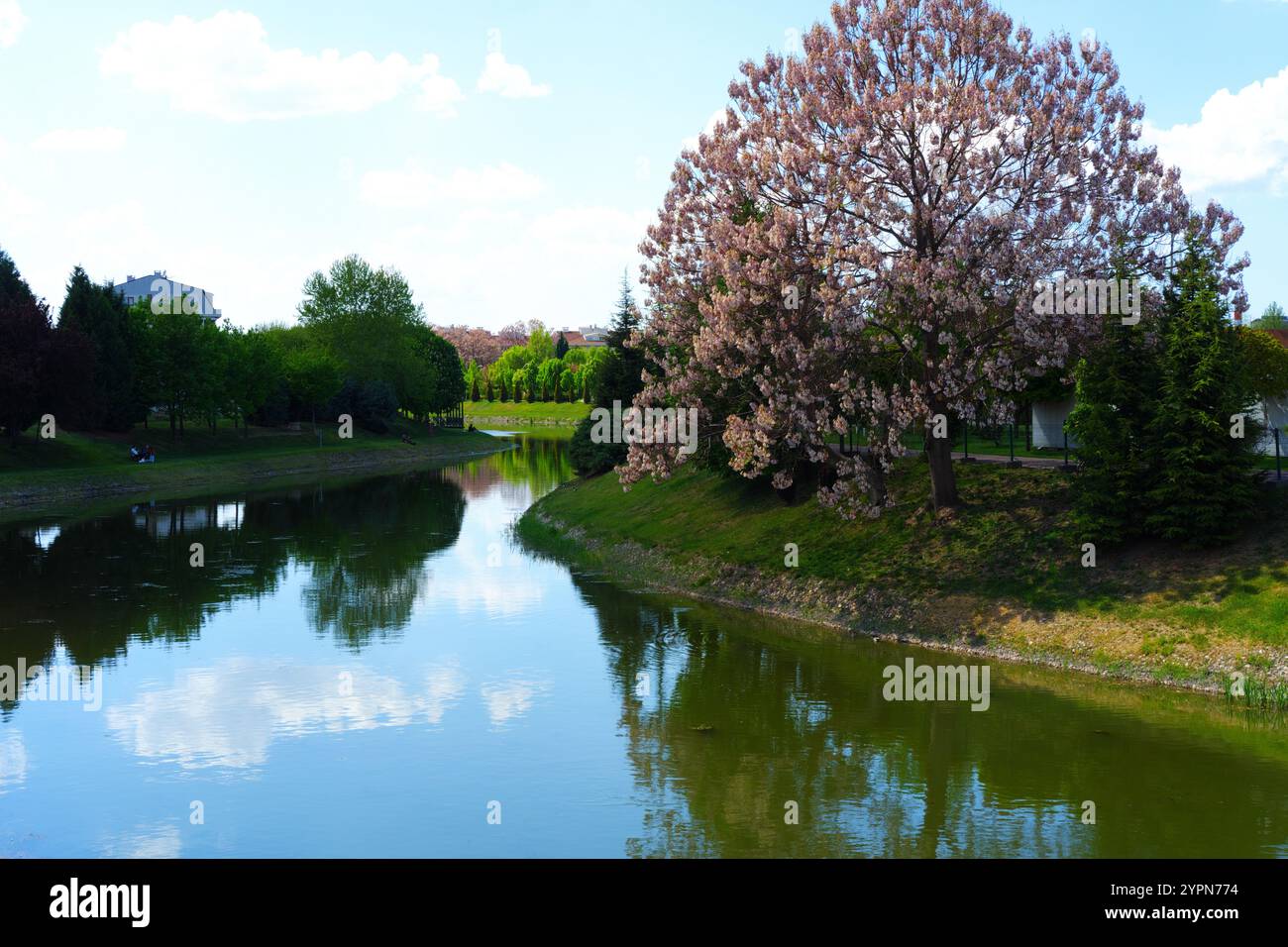 Arbres verts au bord de la rivière, fleurs fleurissant sur les arbres, nuages sur un ciel bleu et reflets sur l'eau dans une journée ensoleillée Banque D'Images