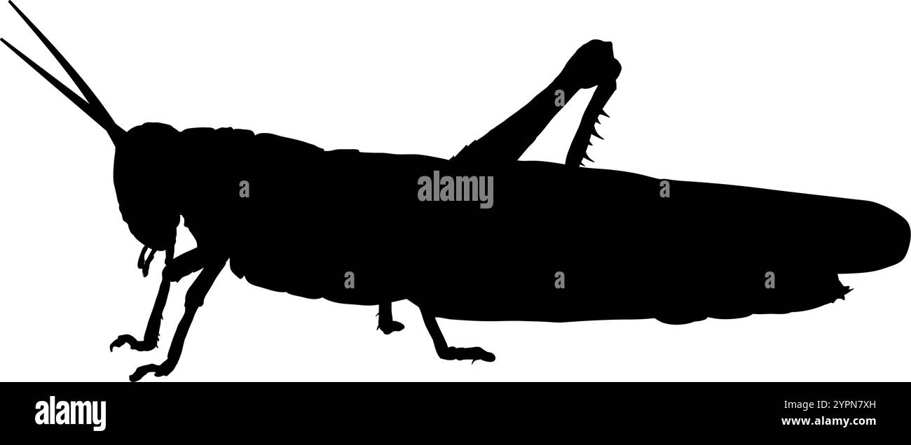 silhouette d'une sauterelle Illustration de Vecteur