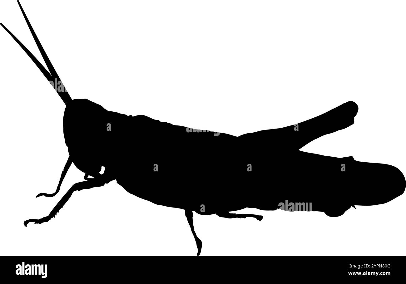 silhouette d'une sauterelle Illustration de Vecteur