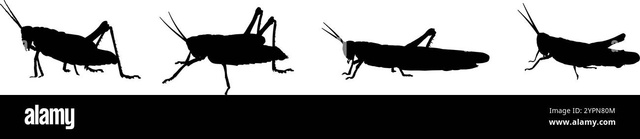 silhouette d'une sauterelle Illustration de Vecteur