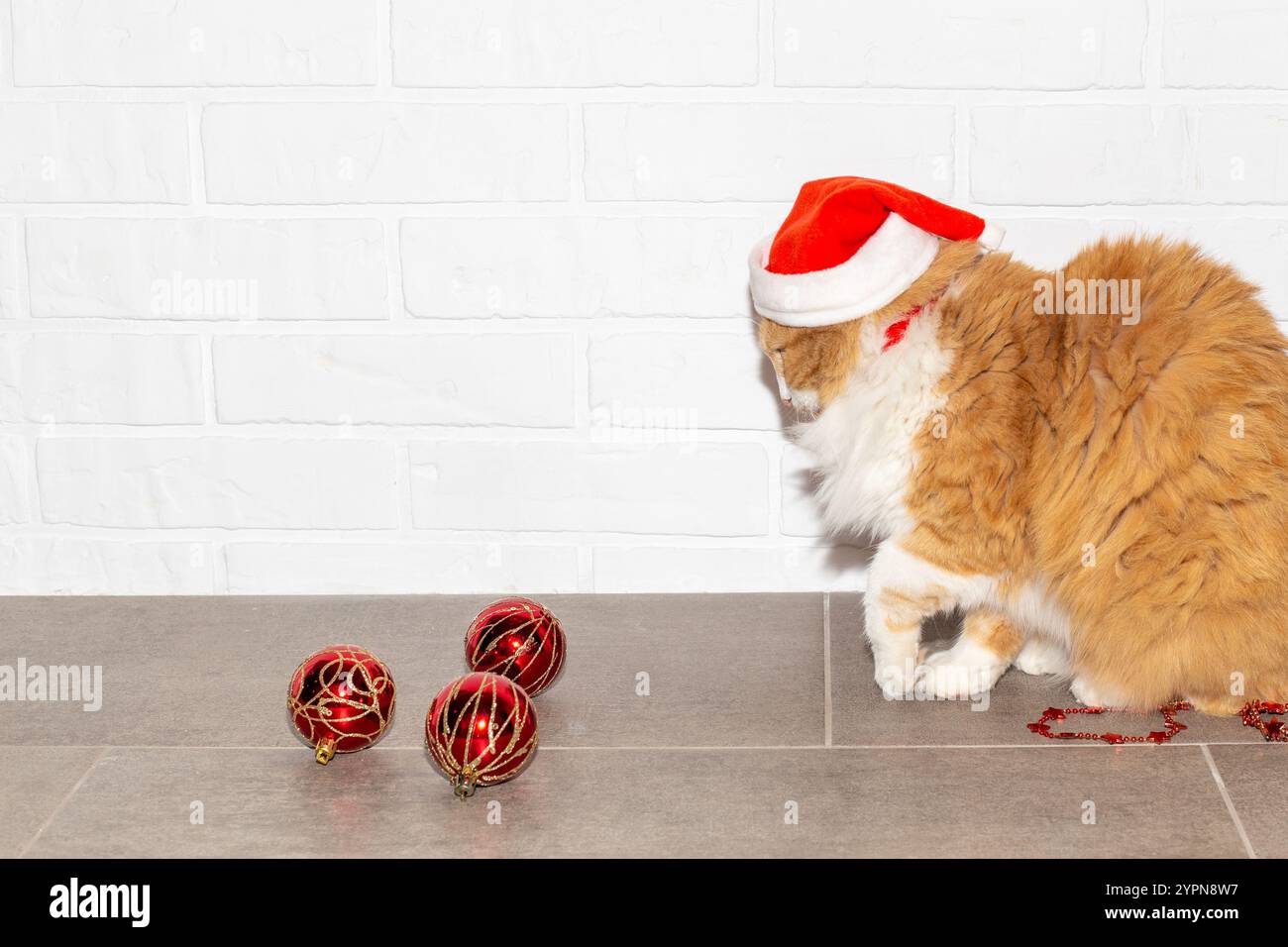 Chat rouge dans un chapeau rouge avec des boules du nouvel an sur le fond d'un mur de briques blanches avec espace de copie. Nouvel an et Noël. Banque D'Images