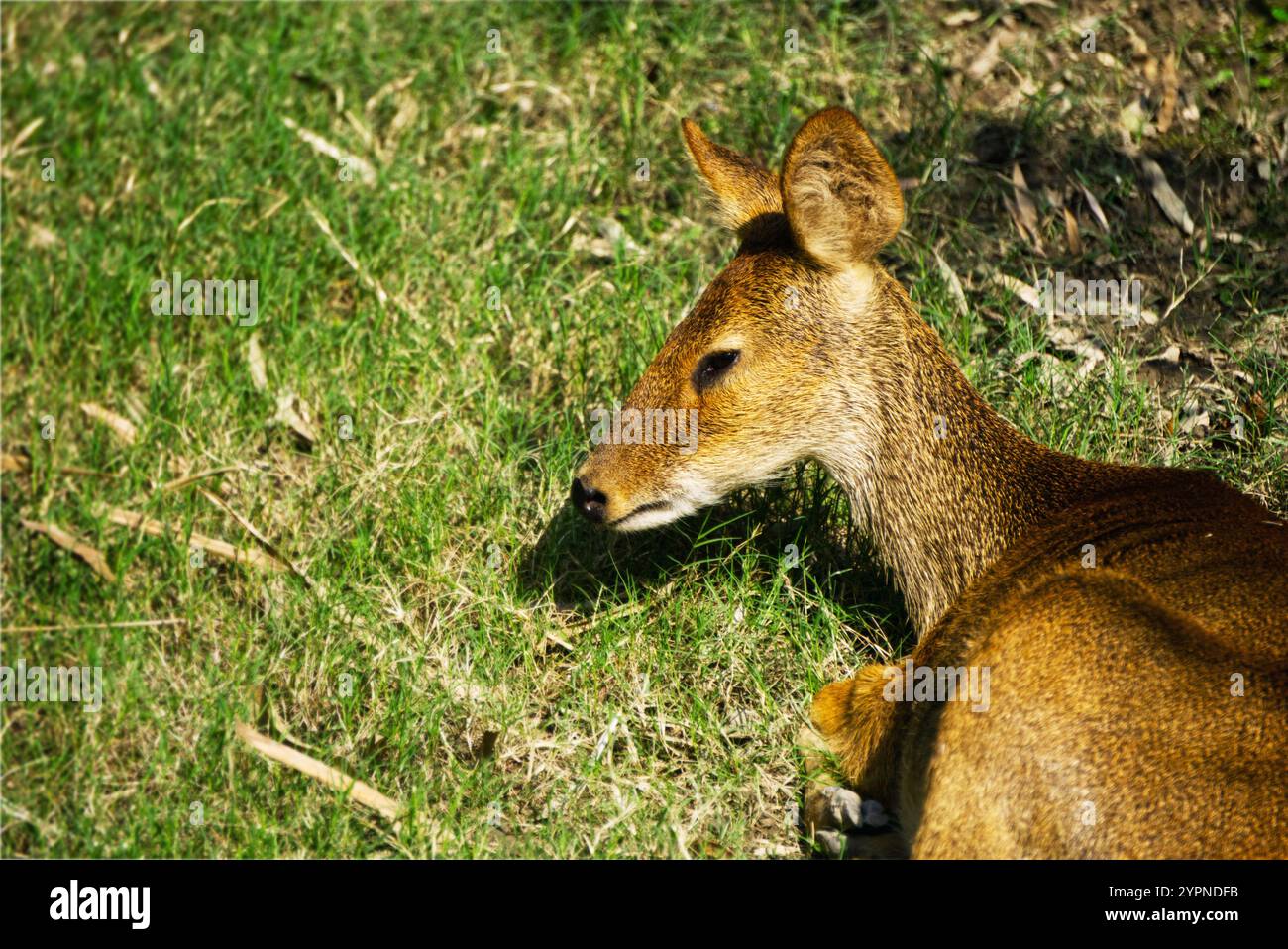 le jeune cerf rouge arrive Banque D'Images