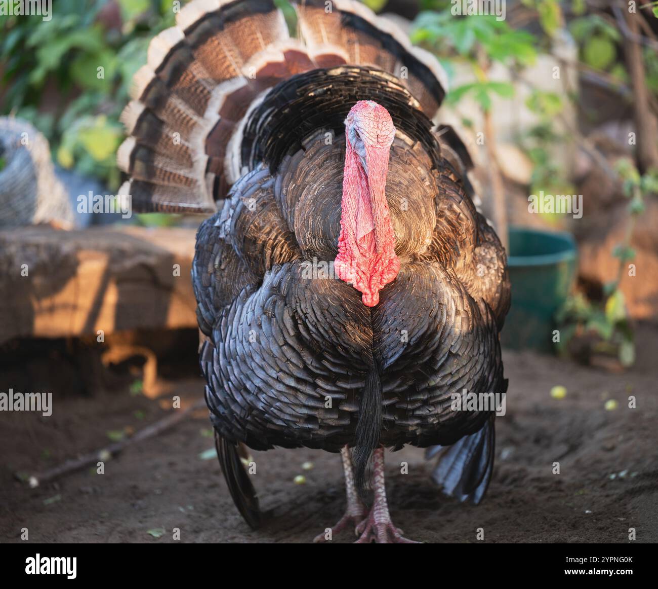 Superbe dinde met fièrement en valeur ses plumes colorées tout en marchant dans l'arrière-cour lumineuse et ensoleillée. Banque D'Images