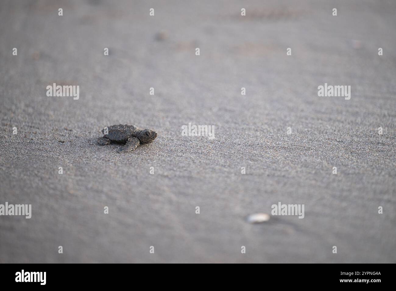 Petite tortue se déplace lentement sur le sable, s'efforçant d'atteindre l'océan à l'aube se lève à l'horizon. Banque D'Images