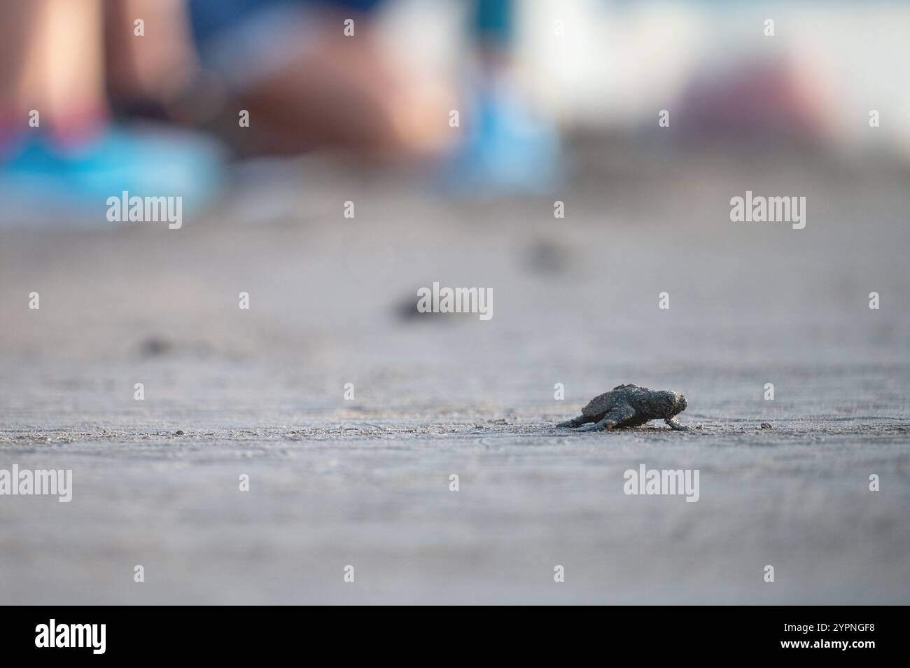 Tortue naissante rampant sur la côte sablonneuse vers les vagues tandis que les gens regardent en arrière-plan pendant le coucher du soleil. Banque D'Images