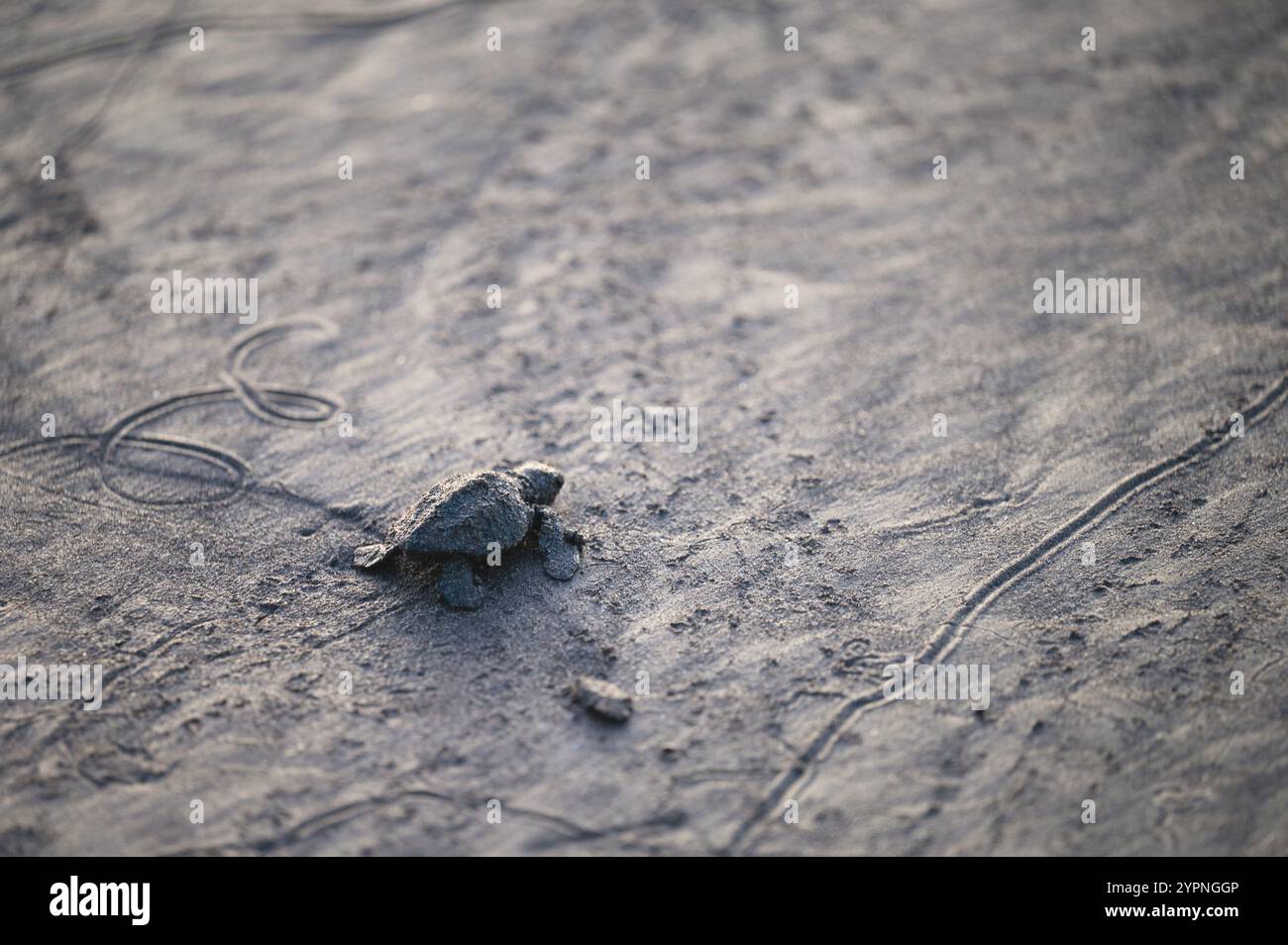 Bébé tortue rampant à travers la plage de sable vers l'océan alors que le soleil se couche en arrière-plan. Banque D'Images