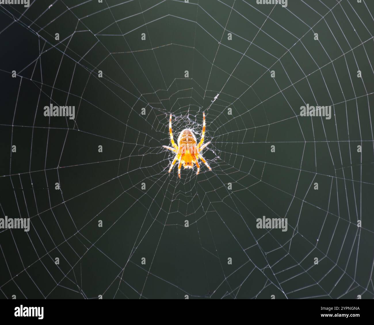 Petite araignée orange Banque D'Images