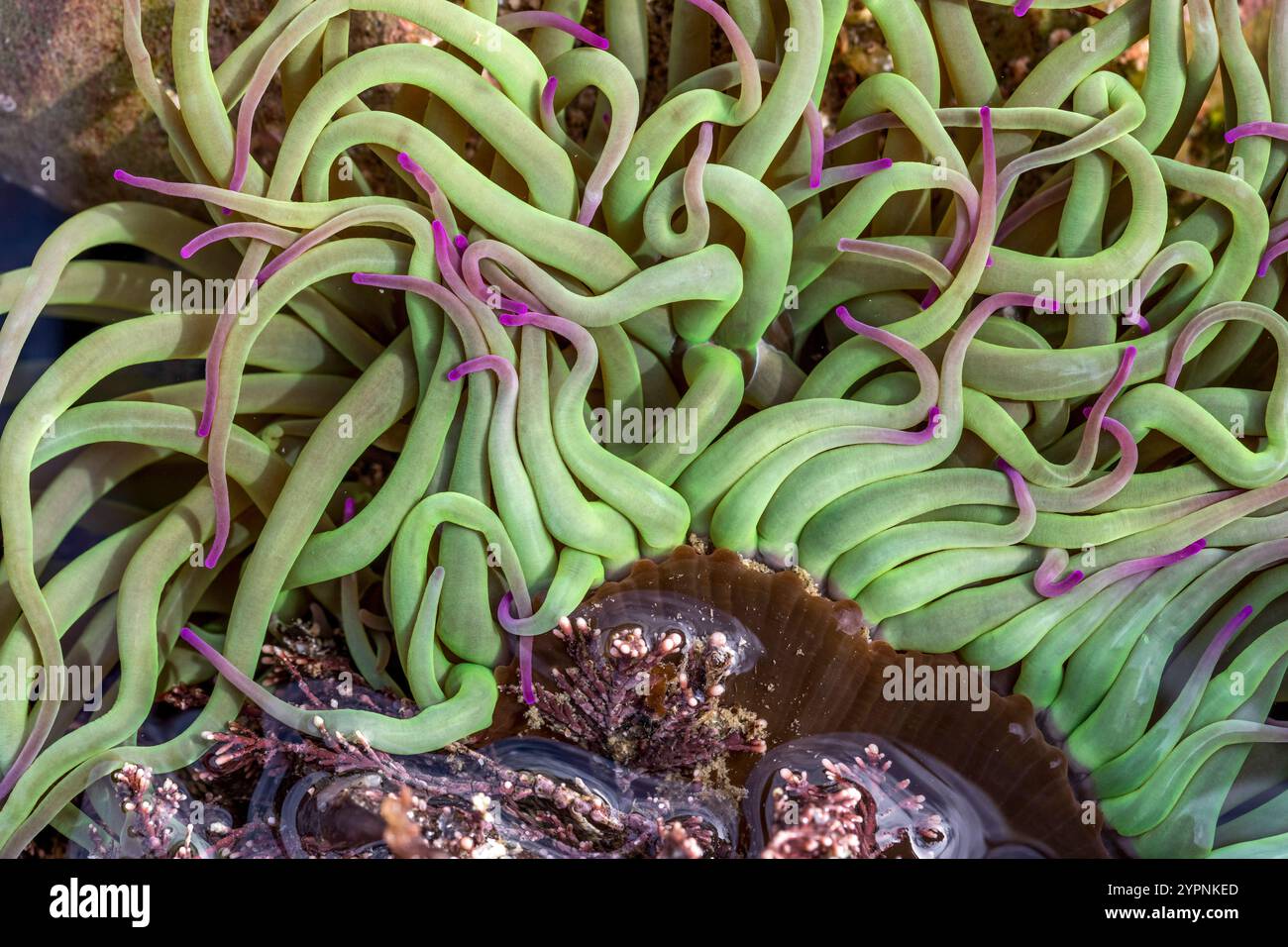 Snakeloacks anémone ; Anemonia viridis ; Royaume-Uni Banque D'Images