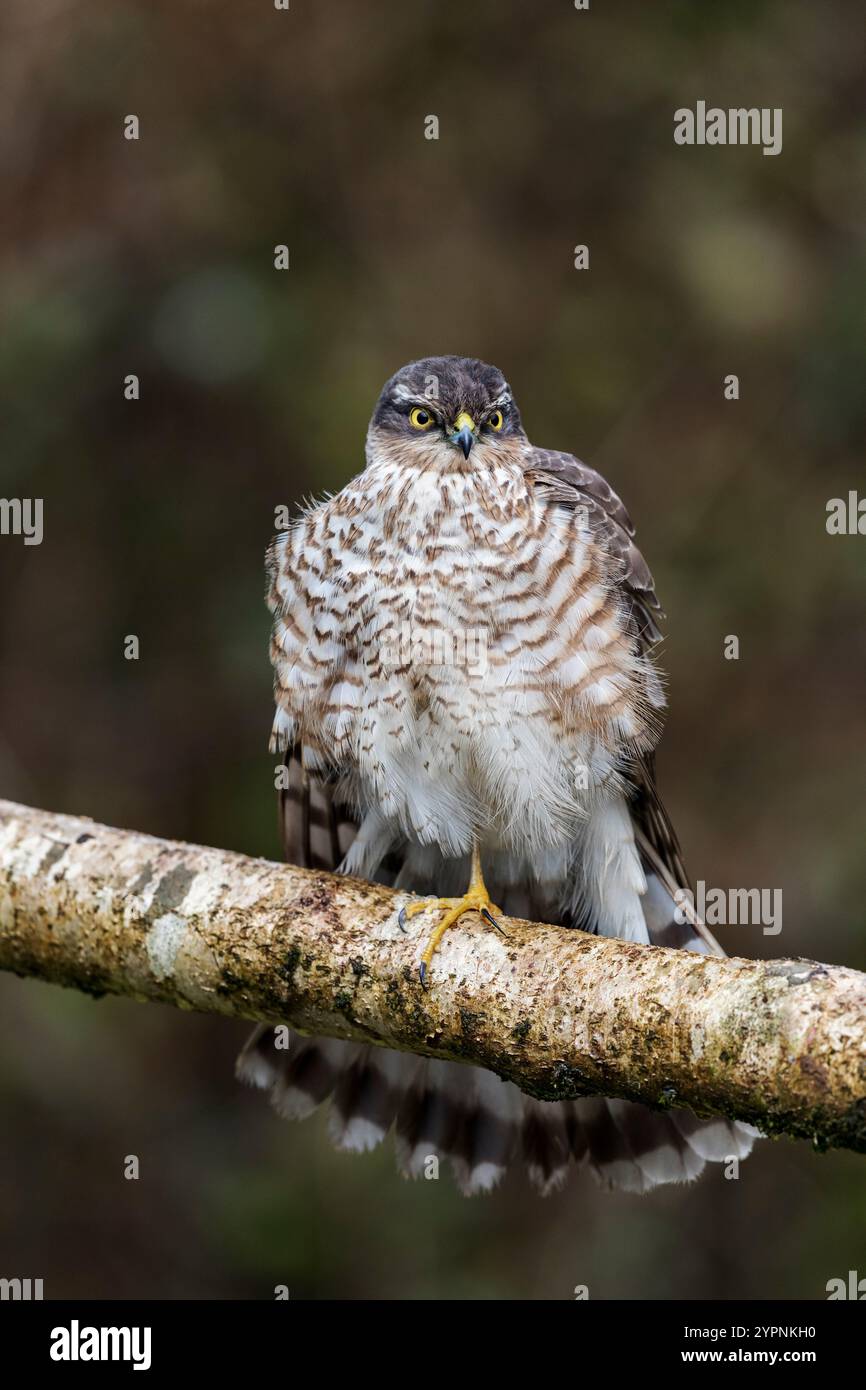 Sparrowhawk ; Accipiter nisus ; jeune homme ; ailes en dehors ; debout sur une jambe ; Royaume-Uni Banque D'Images