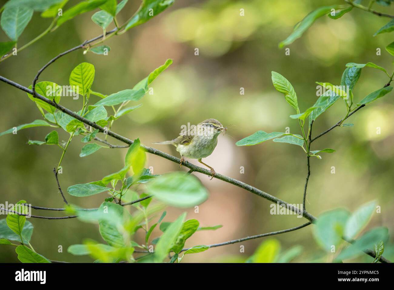 Paruline de saule ; Phylloscopus trochilus ; avec nourriture ; Royaume-Uni Banque D'Images