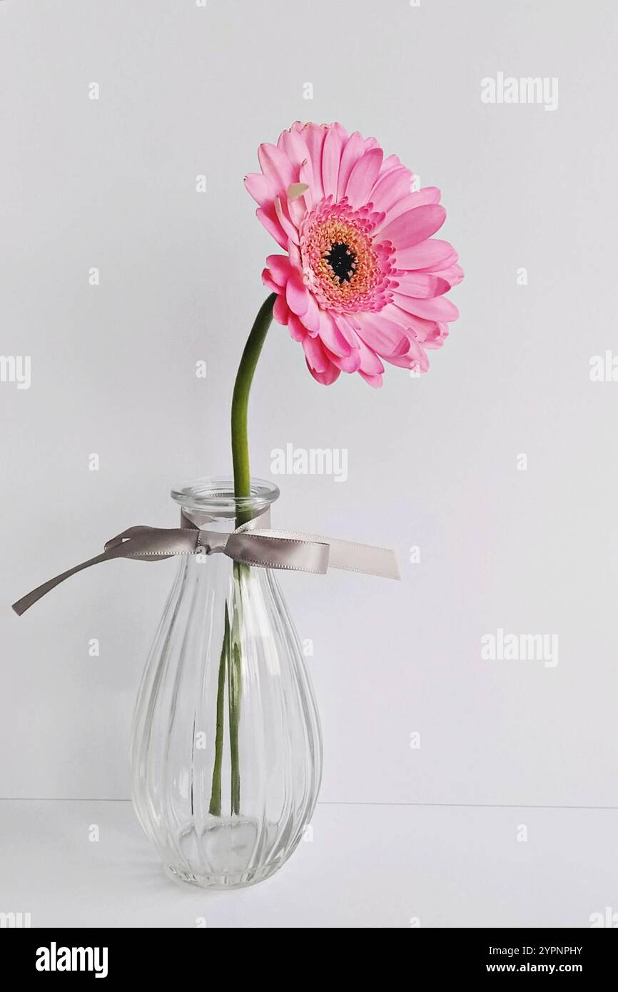 Simple gerbera rose pâquerette dans un élégant vase en verre avec un ruban, minimaliste et élégant Banque D'Images