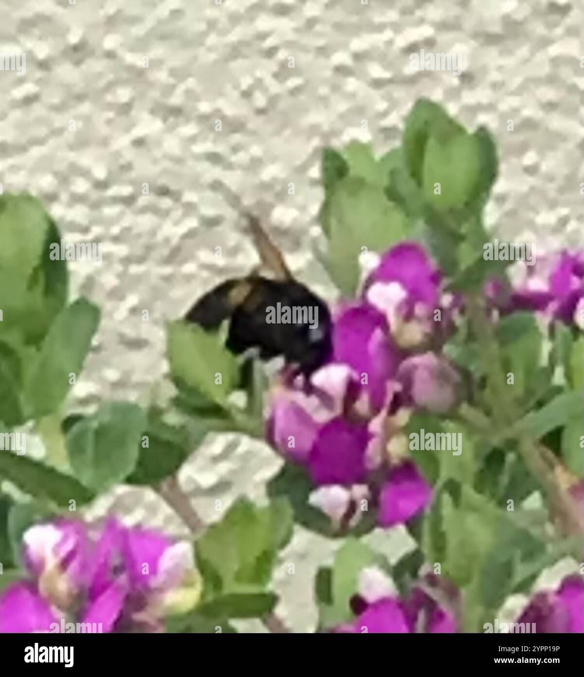 Abeille charpentier de la vallée (Xylocopa sonorina) Banque D'Images