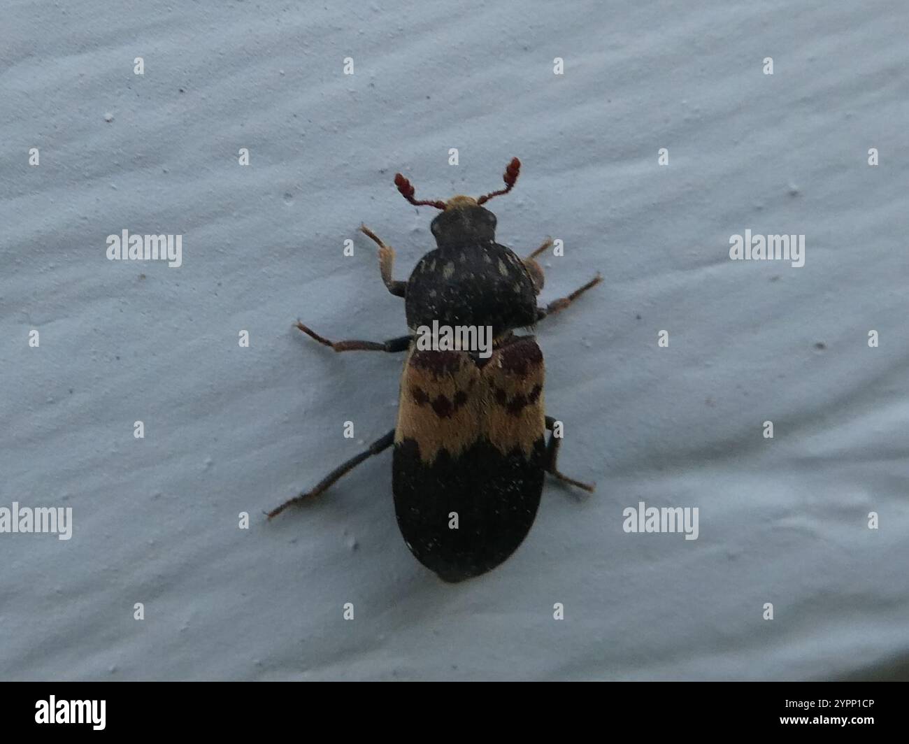 Scarabée (Dermestes lardarius) Banque D'Images