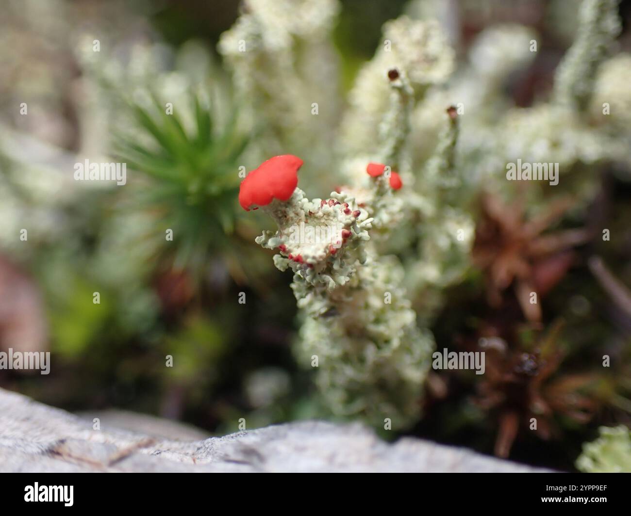 Pixie Cup à fruits rouges (Cladonia pleurota) Banque D'Images