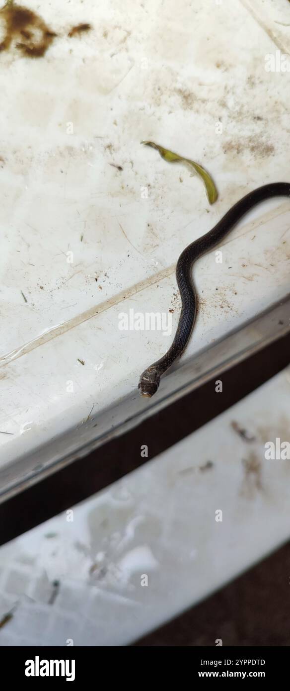 Serpent terrestre militaire (Erythrolamprus miliaris) Banque D'Images