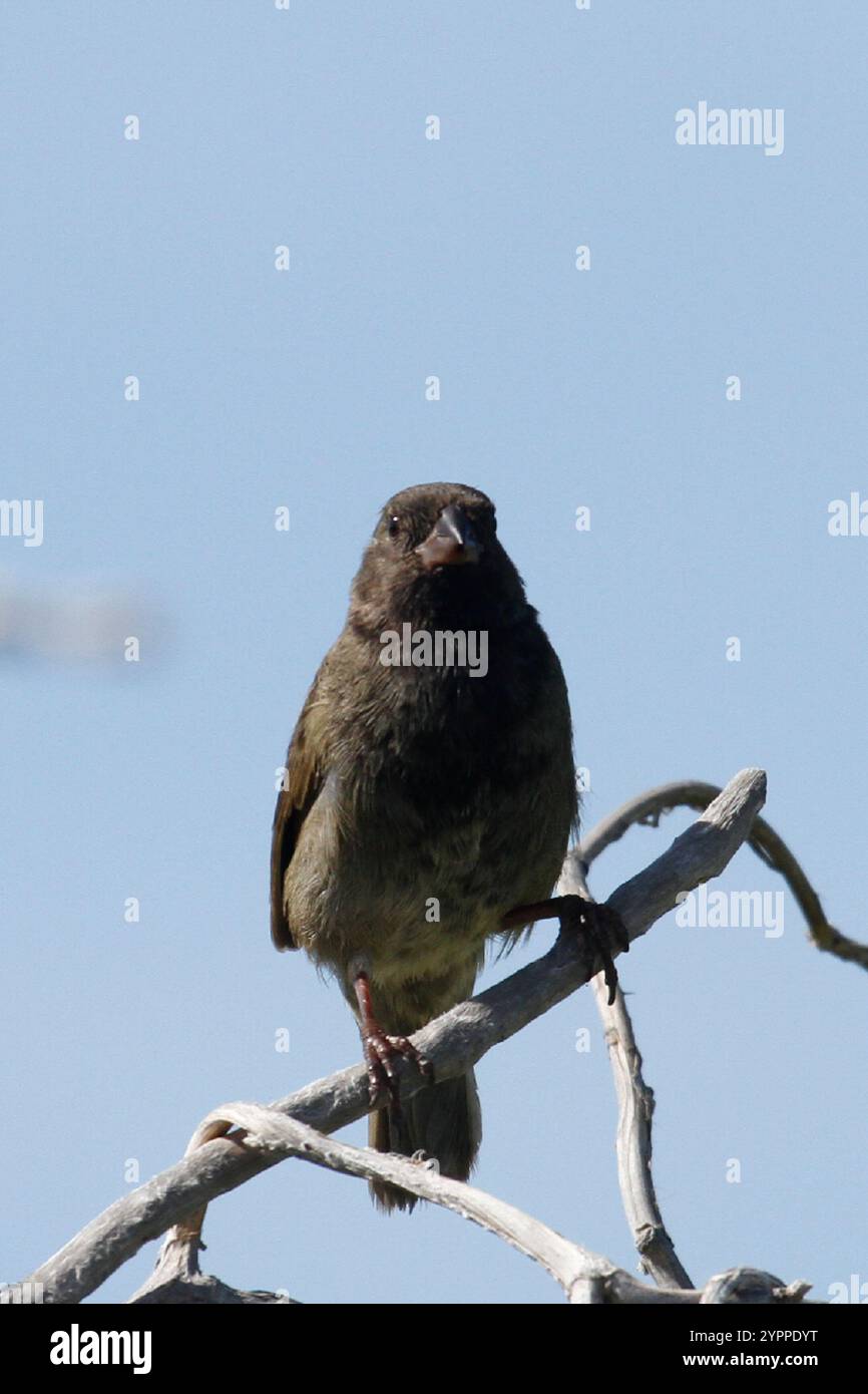 Grassquit à face noire (Melanospiza bicolor) Banque D'Images