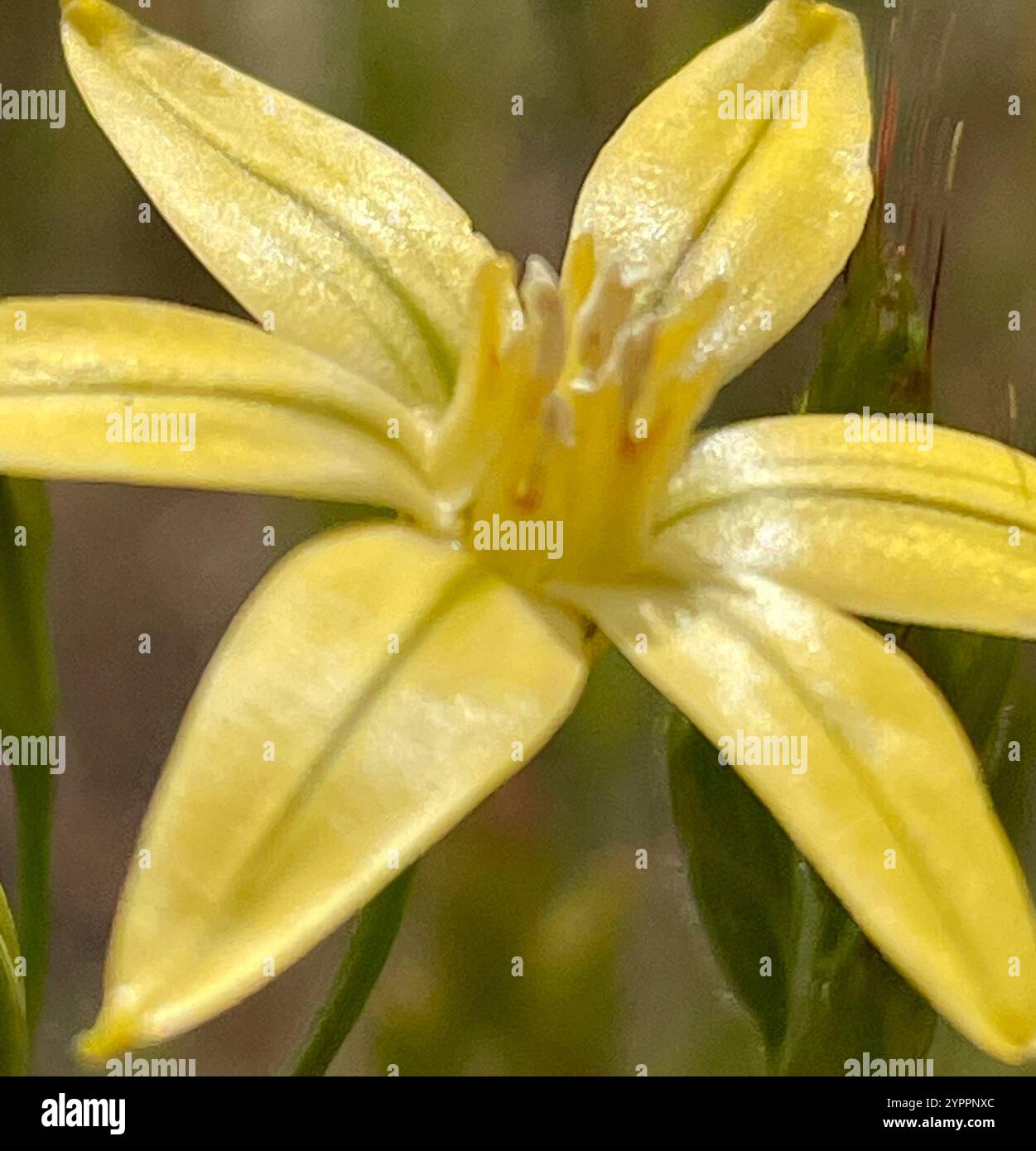 Prettyface (Triteleia ixioides) Banque D'Images