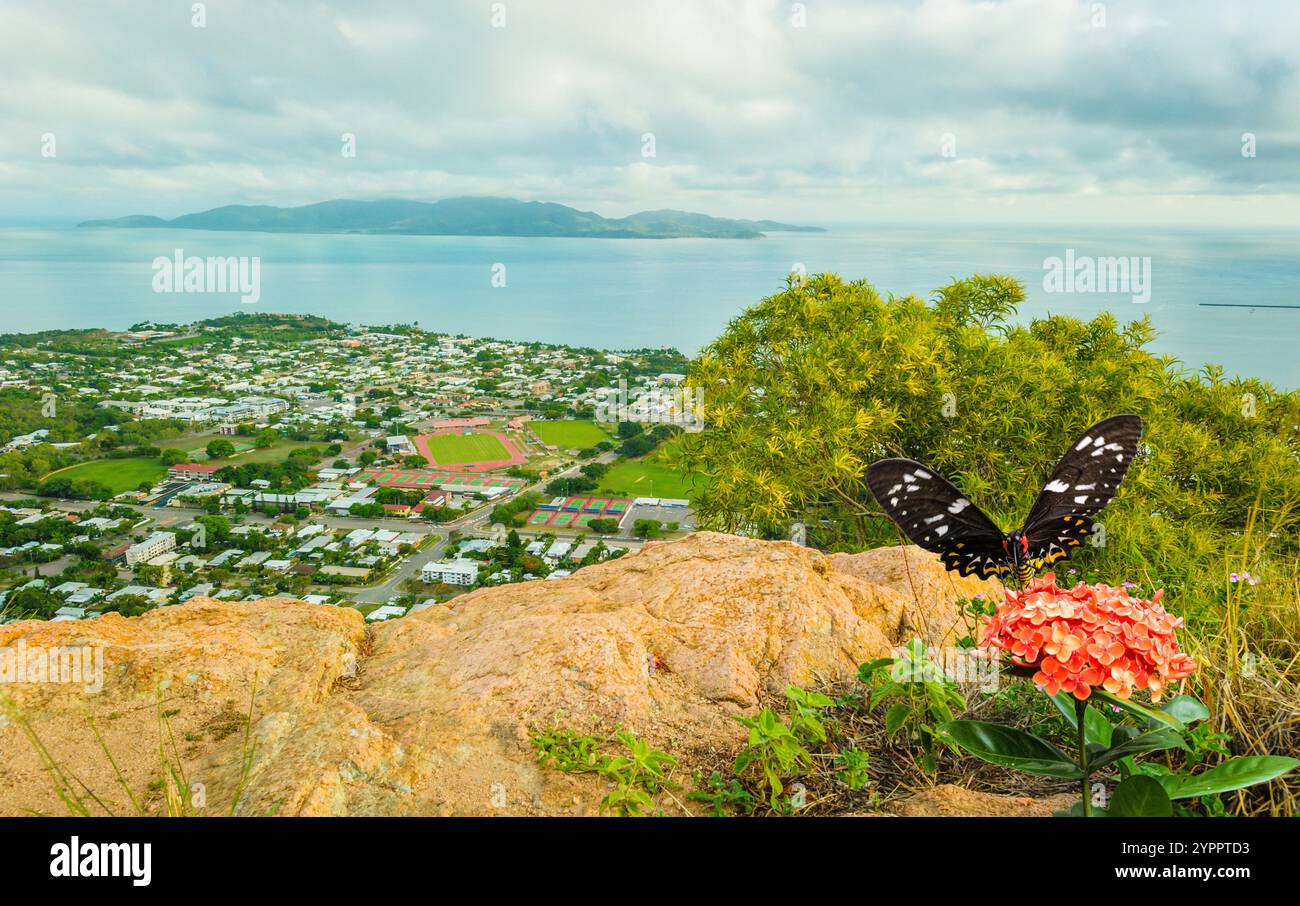 Pittoresque de Castle Hill donnant sur Magnetic Island avec une vue rapprochée d'un papillon Goliath femelle ornithier sur une fleur d'Ixora. Banque D'Images