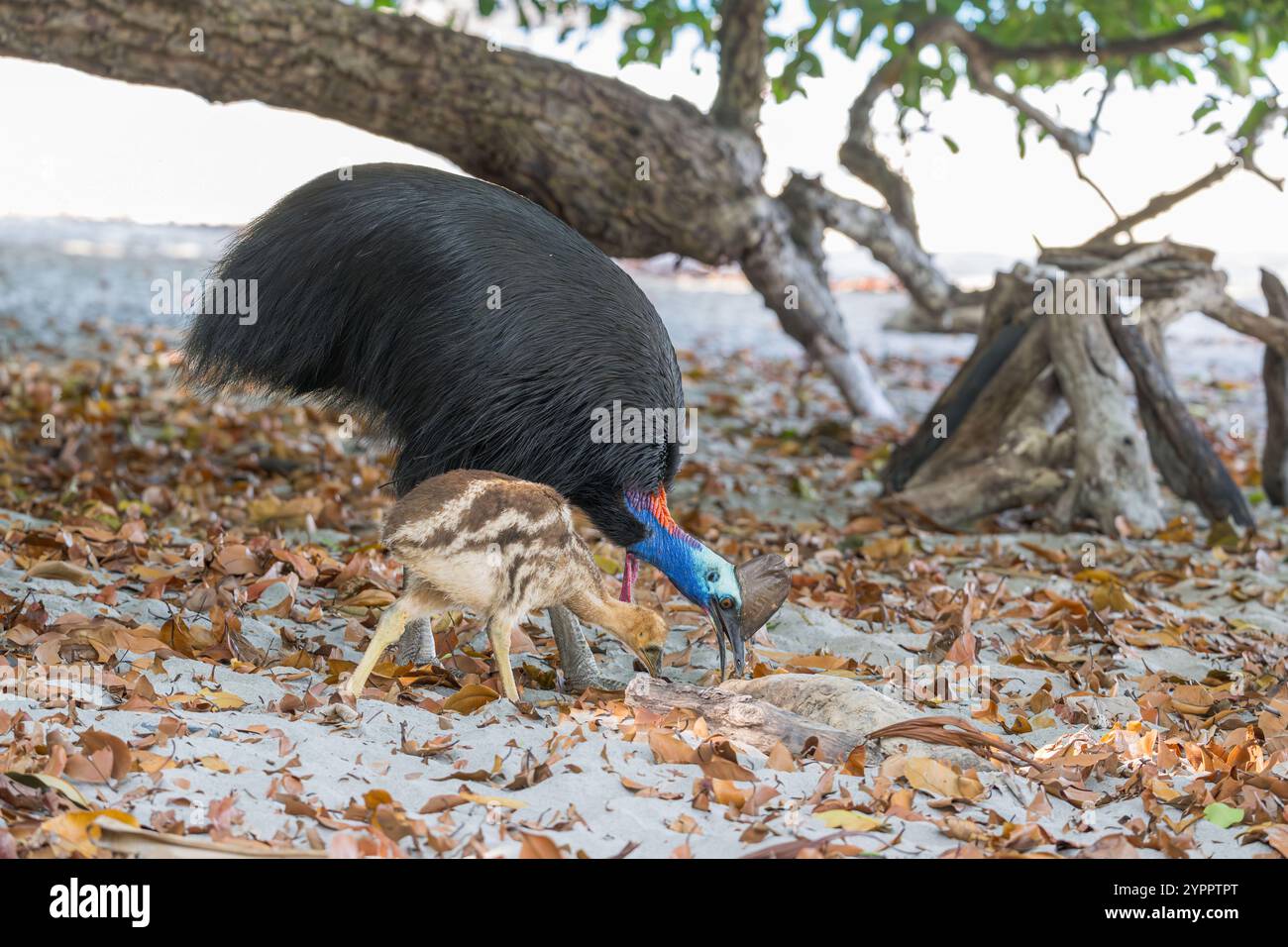 Un cassoar mâle et un jeune poussin célibataire se déplacent sur une plage dans l'extrême nord tropical du Queensland pour chercher des fruits tombés de la forêt et de la nourriture laissée par les touristes Banque D'Images