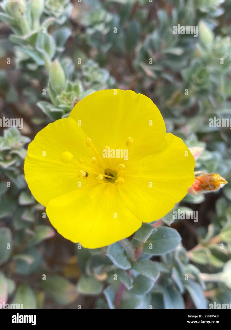 Coupe de soleil de plage (Camissoniopsis cheiranthifolia) Banque D'Images