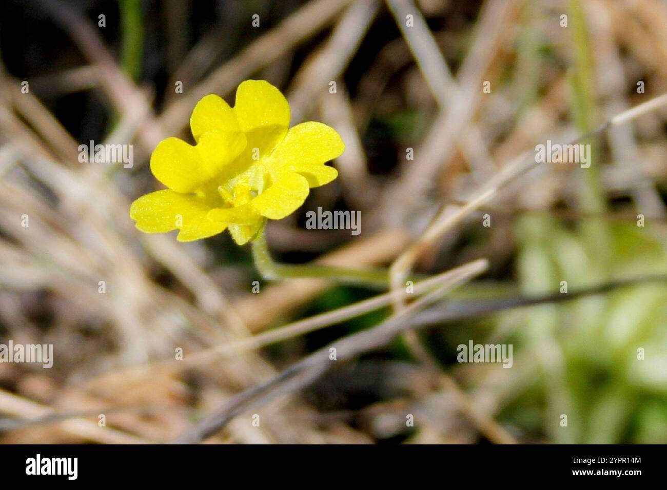 Papillons jaunes (Pinguicula lutea) Banque D'Images