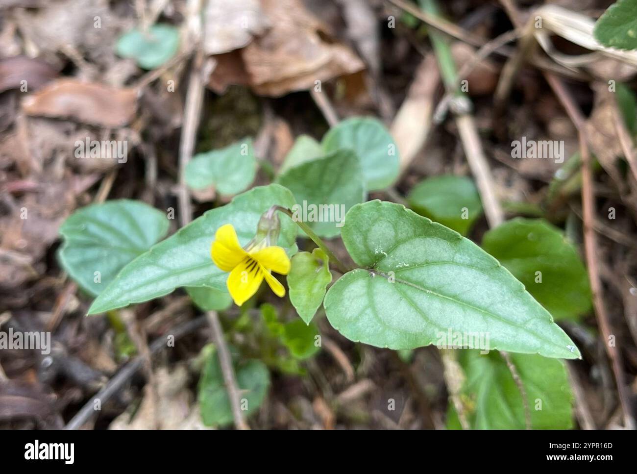 Violet feuilleté (Viola hastata) Banque D'Images