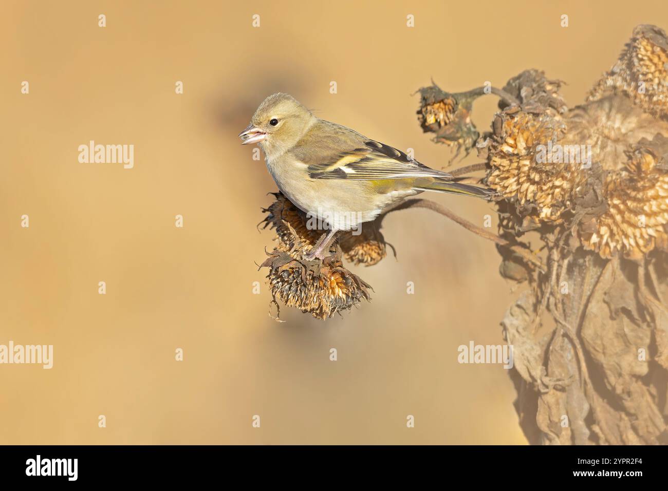 Chaffinch commun (Fringilla coelebs) mangeant d'un tournesol. Banque D'Images