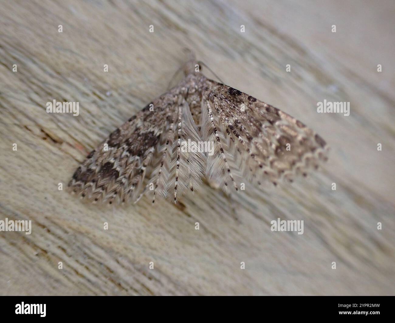 Vingt-plume Moth (Alucita hexadactyla) Banque D'Images