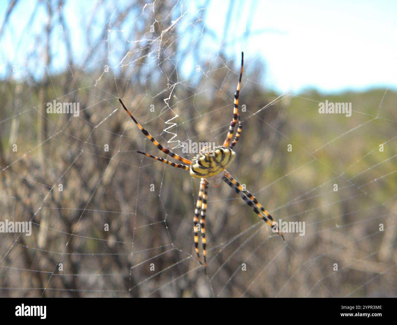 Araignée Orbweb de jardin commune (Argiope australis) Banque D'Images