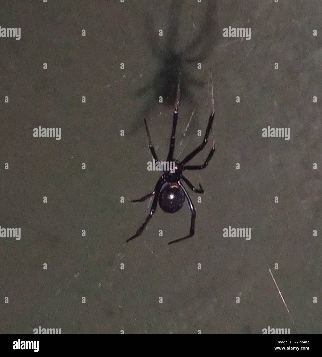 Veuve noire occidentale (Latrodectus hesperus) Banque D'Images