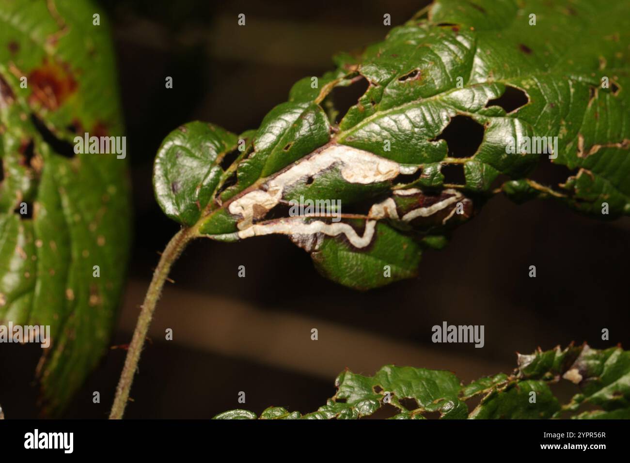 Golden Pigmy (Stigmella aurella) Banque D'Images