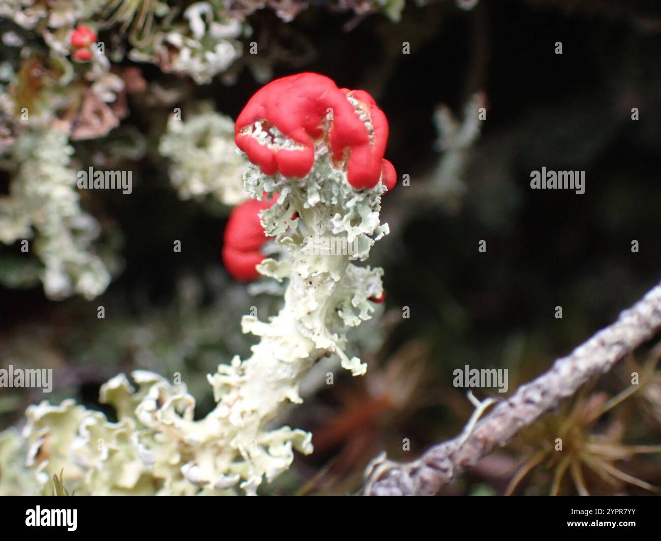 Soldats jouets (Cladonia bellidiflora) Banque D'Images