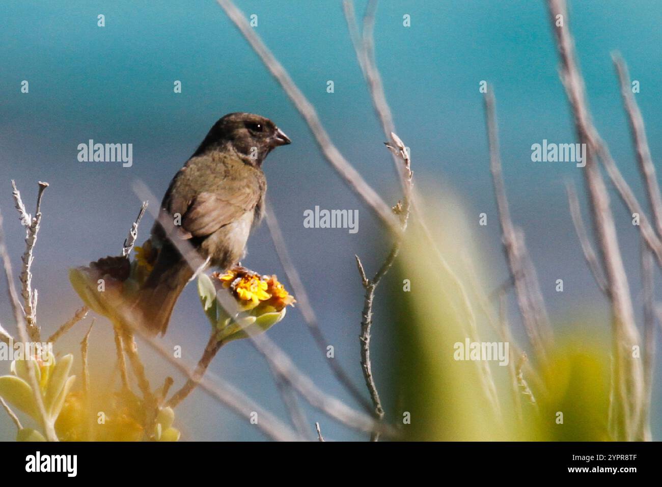 Grassquit à face noire (Melanospiza bicolor) Banque D'Images
